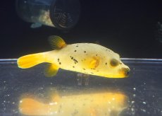 画像2: 【アーリーサマーセール10%OFFクーポン番号（10）対象商品 海水魚】【海水魚・フグ】【通販】状態良好♪コクテンフグ（ハーフイエロー）MLサイズ(個体販売）（±15cm）No.1（生体）(海水魚) (2)