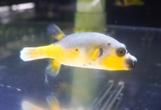画像1: 【アーリーサマーセール10%OFFクーポン番号（10）対象商品 海水魚】【海水魚・フグ】【通販】状態良好♪コクテンフグ（ハーフイエロー）MLサイズ(個体販売）（±13cm）No.2（生体）(海水魚) (1)