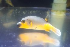 画像2: 【アーリーサマーセール10%OFFクーポン番号（10）対象商品 海水魚】【海水魚・フグ】【通販】状態良好♪コクテンフグ（ハーフイエロー）MLサイズ(個体販売）（±13cm）No.2（生体）(海水魚) (2)