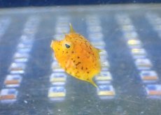 画像1: 【海水魚・フグ】【通販】レアサイズ♪シマウミスズメ（Baby）(1匹)（±1-1.5cm）（サンプル画像）（生体）(海水魚) (1)