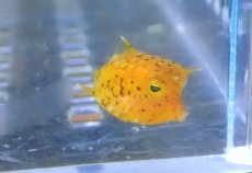画像2: 【海水魚・フグ】【通販】レアサイズ♪シマウミスズメ（Baby）(1匹)（±1-1.5cm）（サンプル画像）（生体）(海水魚) (2)