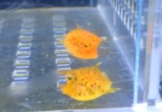 画像3: 【海水魚・フグ】【通販】レアサイズ♪シマウミスズメ（Baby）(1匹)（±1-1.5cm）（サンプル画像）（生体）(海水魚) (3)