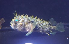 画像1: 【海水魚・フグ】【通販】状態良好♪ストライプドバーフィッシュ（Lサイズ）(個体販売）（±13cm）（生体）(海水魚) (1)