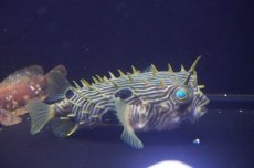画像2: 【海水魚・フグ】【通販】状態良好♪ストライプドバーフィッシュ（Lサイズ）(個体販売）（±13cm）（生体）(海水魚) (2)