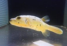 画像1: 【海水魚・フグ】【通販】コクテンフグ（ハーフイエロー）MLサイズ(個体販売）（±17cm）（生体）(海水魚) (1)