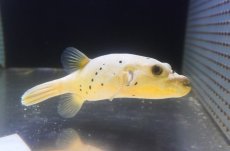 画像2: 【海水魚・フグ】【通販】コクテンフグ（ハーフイエロー）MLサイズ(個体販売）（±17cm）（生体）(海水魚) (2)