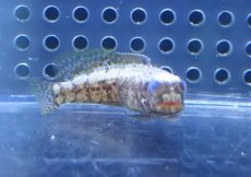 画像1: 【ウィンターセール 10％OFF対象商品】【海水魚・ジョーフィッシュ】【通販】人工飼料OK♪ダスキーバンデットジョーフィッシュ（Sサイズ）(個体販売）（±4.5cm） （生体）(海水魚) (1)