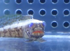 画像2: 【ウィンターセール 10％OFF対象商品】【海水魚・ジョーフィッシュ】【通販】人工飼料OK♪ダスキーバンデットジョーフィッシュ（Sサイズ）(個体販売）（±4.5cm） （生体）(海水魚) (2)