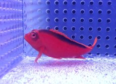 画像1: 【決算セール クーポンご利用で更に10％OFF対象商品】 【海水魚・ゴンべ】【通販】人工飼料ＯＫ♪ベニゴンべ(個体販売）（±5.5cm） No.1（生体）(海水魚) (1)