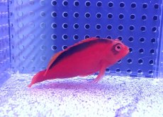 画像2: 【決算セール クーポンご利用で更に10％OFF対象商品】 【海水魚・ゴンべ】【通販】人工飼料ＯＫ♪ベニゴンべ(個体販売）（±5.5cm） No.1（生体）(海水魚) (2)