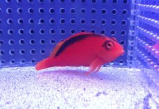 画像2: 【決算セール クーポンご利用で更に10％OFF対象商品】 【海水魚・ゴンべ】【通販】人工飼料ＯＫ♪ベニゴンべ(個体販売）（±5.5cm） No.2（生体）(海水魚) (2)