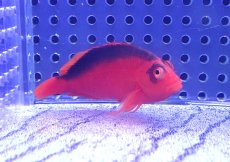 画像1: 【決算セール クーポンご利用で更に10％OFF対象商品】 【海水魚・ゴンべ】【通販】人工飼料ＯＫ♪ベニゴンべ(個体販売）（±5.5cm） No.3（生体）(海水魚) (1)