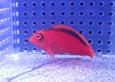 画像1: 【決算セール クーポンご利用で更に10％OFF対象商品】 【海水魚・ゴンべ】【通販】人工飼料ＯＫ♪ベニゴンべ(個体販売）（±5cm） No.4（生体）(海水魚) (1)