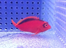 画像2: 【決算セール クーポンご利用で更に10％OFF対象商品】 【海水魚・ゴンべ】【通販】人工飼料ＯＫ♪ベニゴンべ(個体販売）（±5cm） No.4（生体）(海水魚) (2)