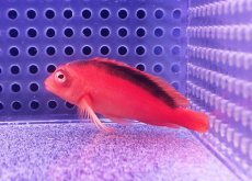 画像1: 【海水魚・ゴンべ】【通販】人工飼料OK♪ベニゴンべ(個体販売）（±5.5cm） No.1（生体）(海水魚) (1)