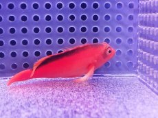 画像2: 【海水魚・ゴンべ】【通販】人工飼料OK♪ベニゴンべ(個体販売）（±5.5cm） No.1（生体）(海水魚) (2)