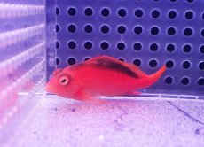 画像1: 【海水魚・ゴンべ】【通販】人工飼料OK♪ベニゴンべ(個体販売）（±5cm） No.2（生体）(海水魚) (1)