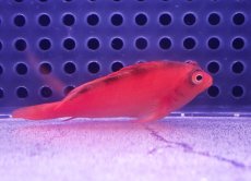 画像2: 【海水魚・ゴンべ】【通販】人工飼料OK♪ベニゴンべ(個体販売）（±5cm） No.2（生体）(海水魚) (2)