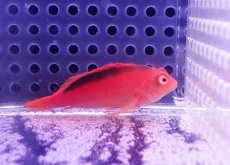 画像1: 【海水魚・ゴンべ】【通販】人工飼料OK♪ベニゴンべ(個体販売）（±5cm） No.3（生体）(海水魚) (1)