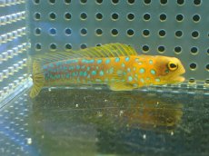 画像1: 【10%OFF対象商品30周年セール】 【海水魚・ジョーフィッシュ】冷凍ブラインOK♪ブルースポットジョーフィッシュ(個体販売）（±7-8cm）No.1（生体）(海水魚) (1)