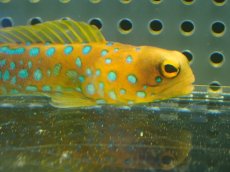 画像2: 【10%OFF対象商品30周年セール】 【海水魚・ジョーフィッシュ】冷凍ブラインOK♪ブルースポットジョーフィッシュ(個体販売）（±7-8cm）No.1（生体）(海水魚) (2)