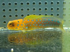 画像1: 【10%OFF対象商品30周年セール】 【海水魚・ジョーフィッシュ】冷凍ブラインOK♪ブルースポットジョーフィッシュ(個体販売）（±7-8cm）No.2（生体）(海水魚) (1)