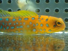 画像2: 【10%OFF対象商品30周年セール】 【海水魚・ジョーフィッシュ】冷凍ブラインOK♪ブルースポットジョーフィッシュ(個体販売）（±7-8cm）No.2（生体）(海水魚) (2)