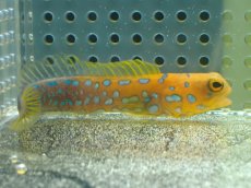 画像1: 【10%OFF対象商品30周年セール】 【海水魚・ジョーフィッシュ】冷凍ブラインOK♪ブルースポットジョーフィッシュ(個体販売）（±7-8cm）No.3（生体）(海水魚) (1)