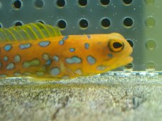 画像2: 【10%OFF対象商品30周年セール】 【海水魚・ジョーフィッシュ】冷凍ブラインOK♪ブルースポットジョーフィッシュ(個体販売）（±7-8cm）No.3（生体）(海水魚) (2)