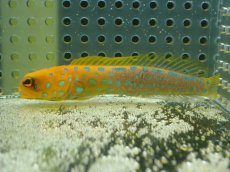 画像1: 【10%OFF対象商品30周年セール】 【海水魚・ジョーフィッシュ】冷凍ブラインOK♪ブルースポットジョーフィッシュ(個体販売）（±7-8cm）No.4（生体）(海水魚) (1)