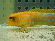 画像2: 【10%OFF対象商品30周年セール】 【海水魚・ジョーフィッシュ】冷凍ブラインOK♪ブルースポットジョーフィッシュ(個体販売）（±7-8cm）No.4（生体）(海水魚) (2)