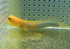 画像1: 【10%OFF対象商品30周年セール】 【海水魚・ジョーフィッシュ】冷凍ブラインOK♪ブルースポットジョーフィッシュ(個体販売）（±7-8cm）No.5（生体）(海水魚) (1)