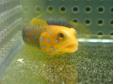 画像2: 【10%OFF対象商品30周年セール】 【海水魚・ジョーフィッシュ】冷凍ブラインOK♪ブルースポットジョーフィッシュ(個体販売）（±7-8cm）No.5（生体）(海水魚) (2)