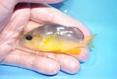 画像1: 【海水魚・ハタ】【通販】状態良好♪イエローベリーハムレット(個体販売）（±8cm）（生体）(海水魚) (1)