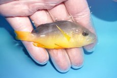 画像2: 【海水魚・ハタ】【通販】状態良好♪イエローベリーハムレット(個体販売）（±8cm）（生体）(海水魚) (2)