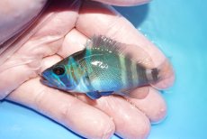 画像1: 【海水魚・ハタ】【通販】状態良好♪インディゴハムレット(個体販売）（±7cm）（生体）(海水魚) (1)