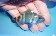 画像2: 【海水魚・ハタ】【通販】状態良好♪インディゴハムレット(個体販売）（±7cm）（生体）(海水魚) (2)