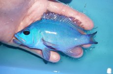 画像1: 【海水魚・ハタ】【通販】状態良好♪ブルーハムレット（カリブ）(個体販売）（±12.5cm）No.1（生体）(海水魚) (1)