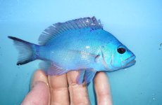 画像2: 【海水魚・ハタ】【通販】状態良好♪ブルーハムレット（カリブ）(個体販売）（±12.5cm）No.1（生体）(海水魚) (2)