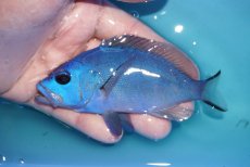 画像1: 【海水魚・ハタ】【通販】状態良好♪ブルーハムレット（カリブ）(個体販売）（±12cm）No.2（生体）(海水魚) (1)