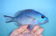 画像2: 【海水魚・ハタ】【通販】状態良好♪ブルーハムレット（カリブ）(個体販売）（±12cm）No.2（生体）(海水魚) (2)