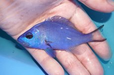 画像1: 【海水魚・ハタ】【通販】状態良好♪ブルーハムレット（カリブ）(個体販売）（±10.5cm）No.3（生体）(海水魚) (1)