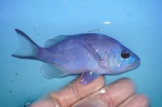 画像2: 【海水魚・ハタ】【通販】状態良好♪ブルーハムレット（カリブ）(個体販売）（±10.5cm）No.3（生体）(海水魚) (2)