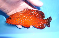 画像1: 【海水魚・ハタ】【通販】乾燥エビ良くたべます♪ユカタハタ（M)(個体販売）（±17cm） No.1（生体）(海水魚) (1)