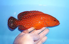 画像2: 【海水魚・ハタ】【通販】乾燥エビ良くたべます♪ユカタハタ（M)(個体販売）（±17cm） No.1（生体）(海水魚) (2)