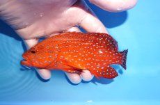 画像1: 【海水魚・ハタ】【通販】乾燥エビ良くたべます♪ユカタハタ（M)(個体販売）（±15cm） No.2（生体）(海水魚) (1)