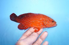 画像2: 【海水魚・ハタ】【通販】乾燥エビ良くたべます♪ユカタハタ（M)(個体販売）（±15cm） No.2（生体）(海水魚) (2)