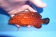 画像1: 【海水魚・ハタ】【通販】乾燥エビ良くたべます♪ユカタハタ（M)(個体販売）（±15cm） No.3（生体）(海水魚) (1)