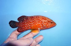 画像2: 【海水魚・ハタ】【通販】乾燥エビ良くたべます♪ユカタハタ（M)(個体販売）（±15cm） No.3（生体）(海水魚) (2)