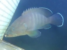 画像1: 【海水魚・ハタ】【通販】乾燥エビ良く食べます♪ヤミハタ（MLサイズ）(個体販売）（±19-20cm） （生体）(海水魚) (1)